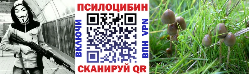 Псилоцибиновые грибы Psilocybine cubensis  Энем 